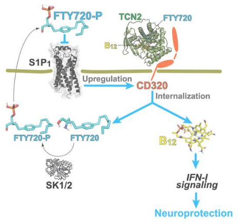 Cell Rep:科學家揭示維生素B12缺乏癥和人類多發性硬化癥的相似性 Cell Rep:科學家揭示維生素B12缺乏癥和人類多發性硬化癥的相似性