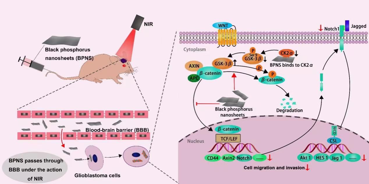 黑磷納米片對惡性膠質母細胞瘤治療方面的研究取得最新進展 黑磷納米片對惡性膠質母細胞瘤治療方面的研究取得最新進展