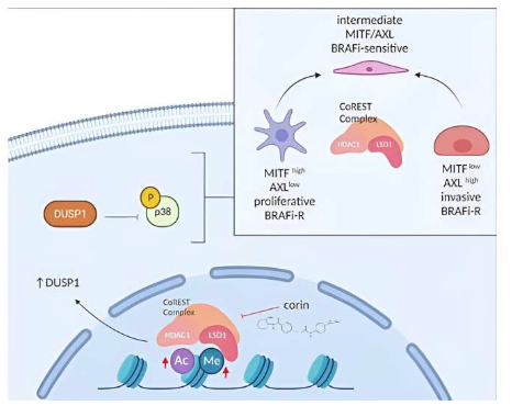 JCI:科學(xué)家識別出人類黑色素瘤耐受性的關(guān)鍵信號通路 JCI:科學(xué)家識別出人類黑色素瘤耐受性的關(guān)鍵信號通路