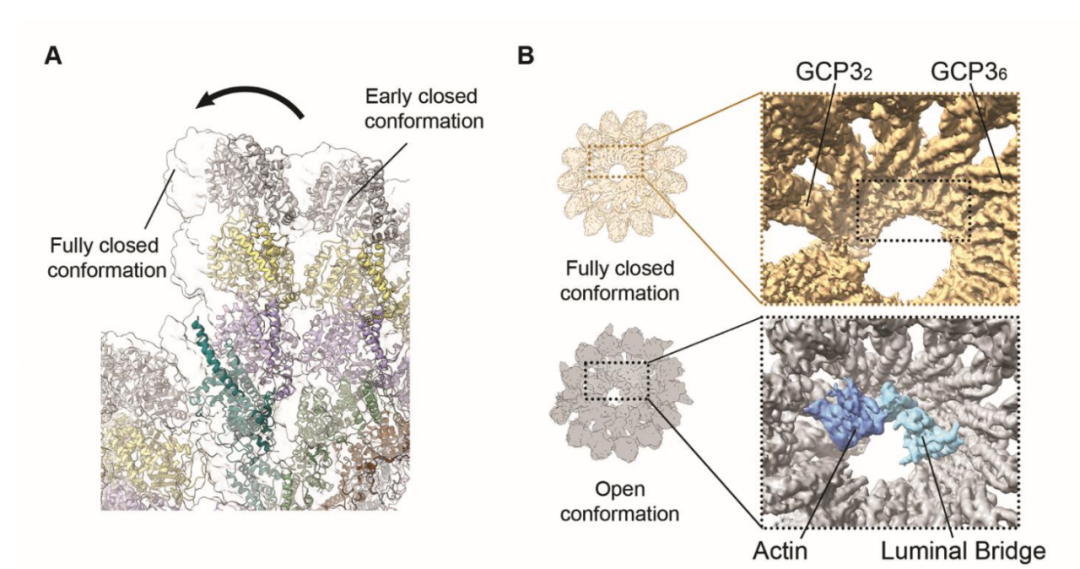 Science重磅:首次捕獲人類細胞“高速公路”構建過程的高分辨率圖像,為微管相關疾病的治療指明新的方向! Science重磅:首次捕獲人類細胞“高速公路”構建過程的高分辨率圖像,為微管相關疾病的治療指明新的方向!